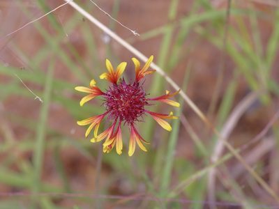Gaillardia aestivalis, photographed by Michelle W. （鍾偉瑋）
