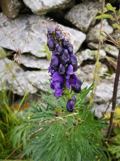 Aconitum tauricum