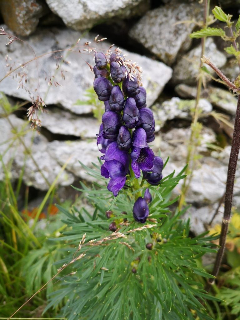 Aconitum tauricum, photographed by E. A.