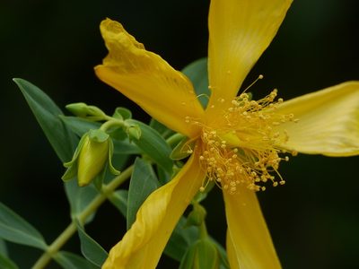 Hypericum mysurense, photographed by Dinesh Valke