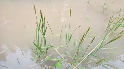 Alopecurus aequalis, photographed by Yurii Basov
