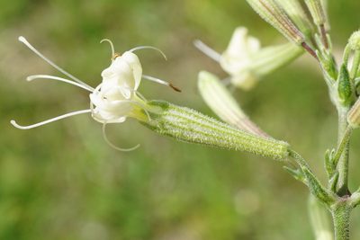 Silene multiflora, photographed by Patrick Hacker