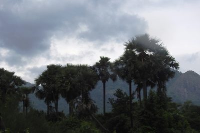 Borassus flabellifer, photographed by Raja bandi