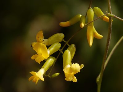 Dumasia villosa, photographed by Dinesh Valke