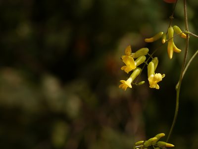 Dumasia villosa, photographed by Dinesh Valke