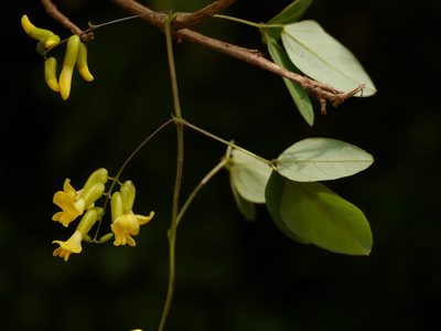 Dumasia villosa, photographed by Dinesh Valke