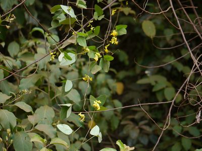 Dumasia villosa, photographed by Dinesh Valke
