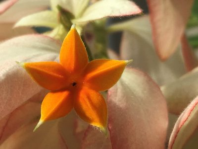 Mussaenda philippica, photographed by AnnLazaro