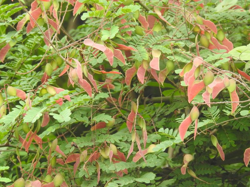 Pterolobium hexapetalum, photographed by Raja bandi