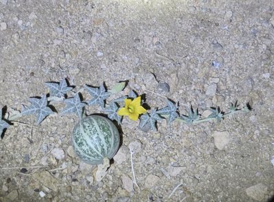 Cucurbita palmata, photographed by redrovertracy