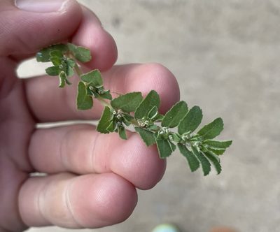 Euphorbia stictospora, photographed by Luke Padon