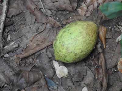 Aegle marmelos, photographed by Raja bandi