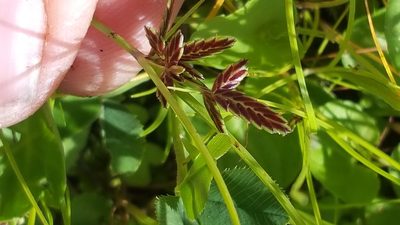 Cyperus bipartitus, photographed by Norma Malinowski