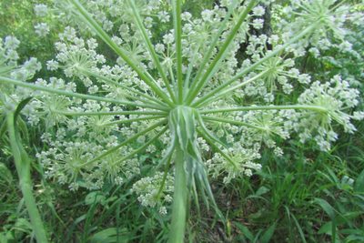 Silphiodaucus prutenicus, photographed by Татьяна Горбушина