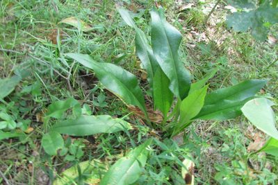Pulmonaria angustifolia, photographed by Татьяна Горбушина