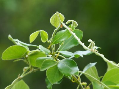 Rhynchosia volubilis, photographed by 葉子