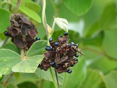 Rhynchosia volubilis, photographed by 葉子