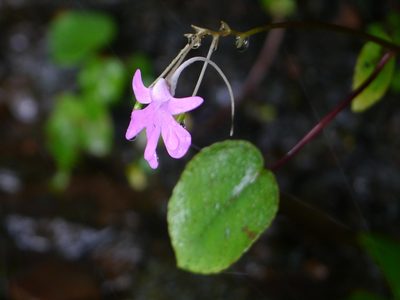 Impatiens scapiflora, photographed by Dinesh Valke