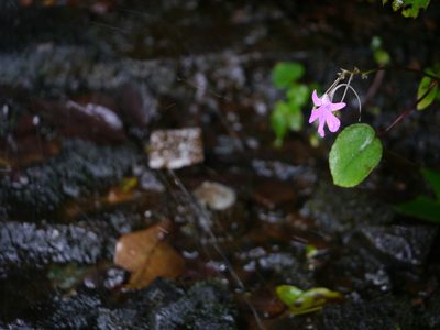 Impatiens scapiflora, photographed by Dinesh Valke
