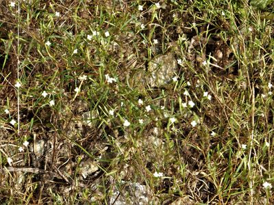 Gayophytum ramosissimum, photographed by dougbrown