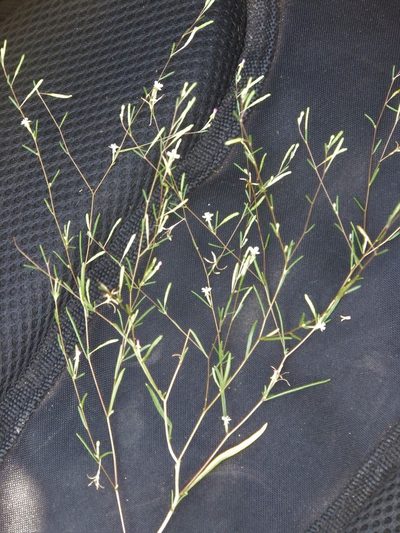 Gayophytum ramosissimum, photographed by dougbrown