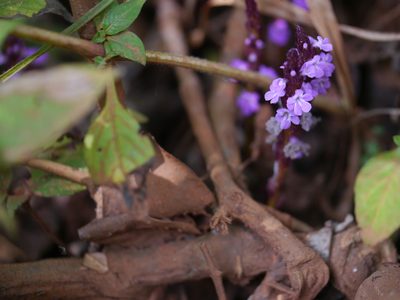 Striga gesnerioides, photographed by Dinesh Valke