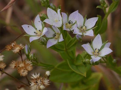 Swertia raveendrae, photographed by Dinesh Valke