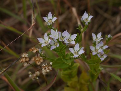Swertia raveendrae, photographed by Dinesh Valke
