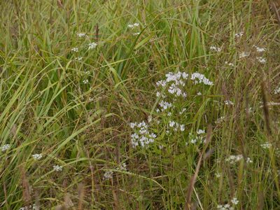 Swertia raveendrae, photographed by Dinesh Valke
