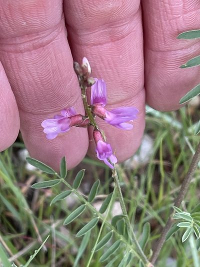 Astragalus flexuosus, photographed by CK2AZ