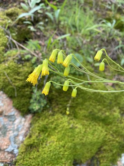 Senecio pudicus, photographed by Matt Berger