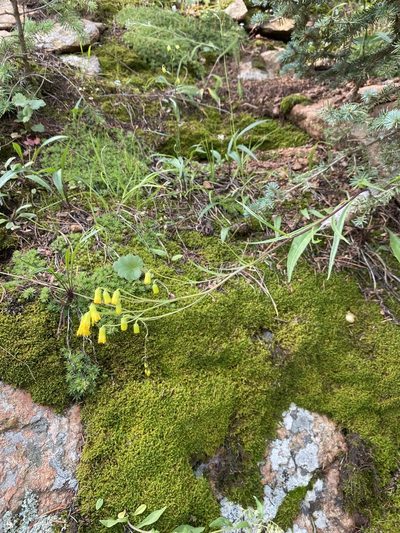 Senecio pudicus, photographed by Matt Berger