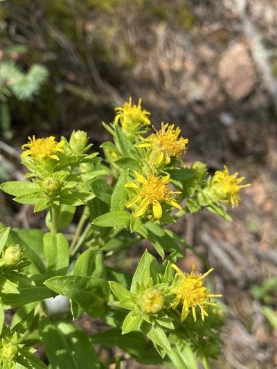 Oreochrysum parryi, photographed by Matt Berger
