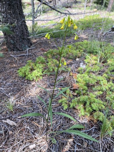 Senecio pudicus, photographed by Matt Berger