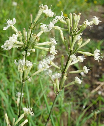 Silene multiflora, photographed by Patrick Hacker
