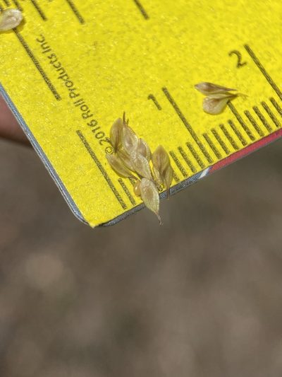 Carex microptera, photographed by Matt Berger