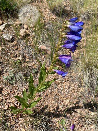 Penstemon glaber, photographed by Matt Berger
