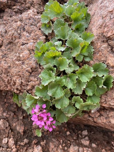 Telesonix jamesii, photographed by Matt Berger