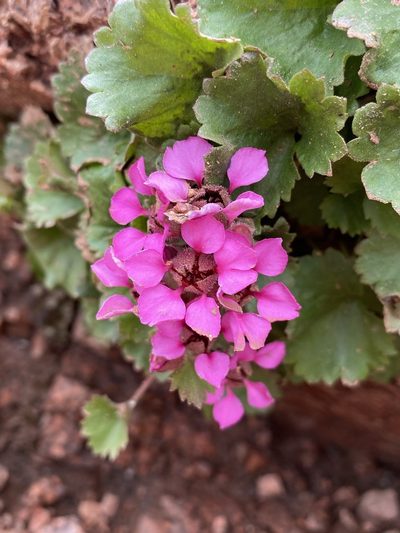 Telesonix jamesii, photographed by Matt Berger