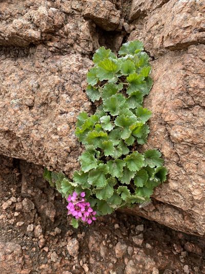 Telesonix jamesii, photographed by Matt Berger