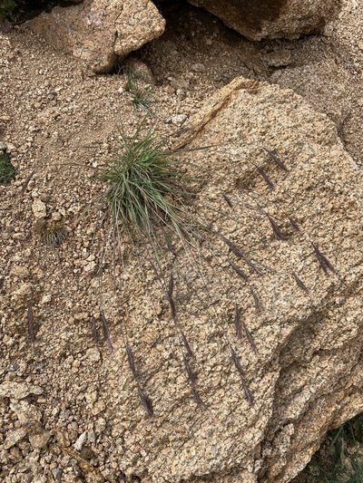 Elymus scribneri, photographed by Matt Berger