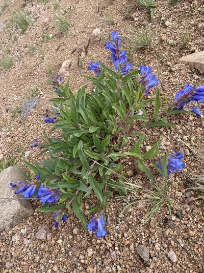 Penstemon glaber, photographed by Matt Berger