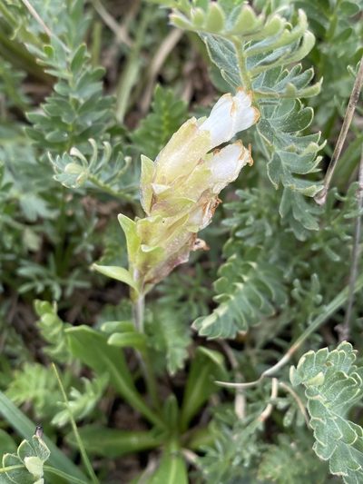 Chionophila jamesii, photographed by Matt Berger