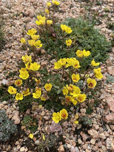 Saxifraga chrysantha, photographed by Matt Berger