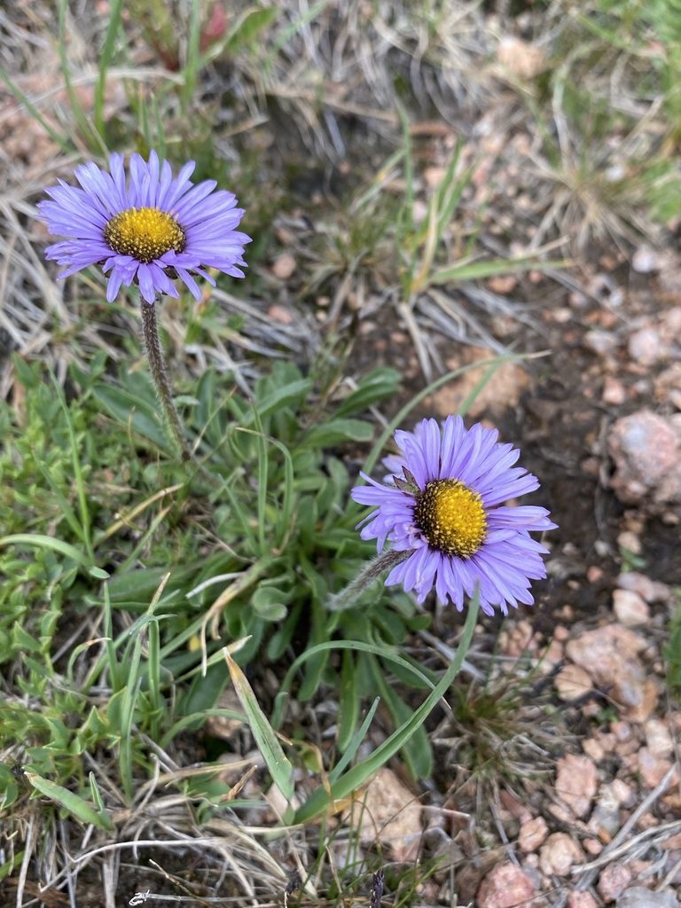 Erigeron grandiflorus, photographed by Matt Berger