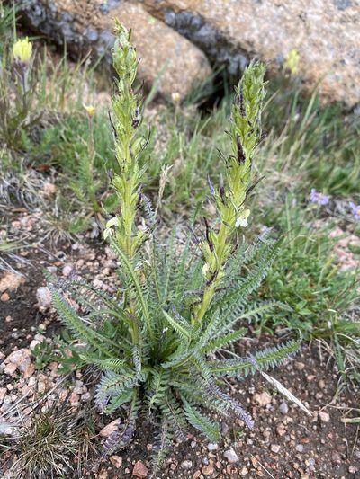 Pedicularis parryi, photographed by Matt Berger