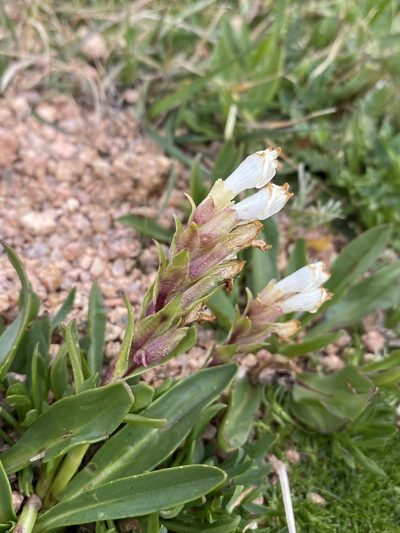 Chionophila jamesii, photographed by Matt Berger
