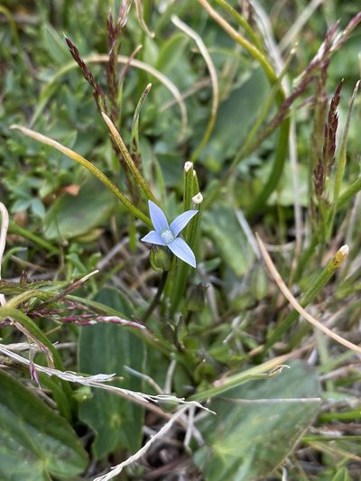 Comastoma tenellum, photographed by Matt Berger