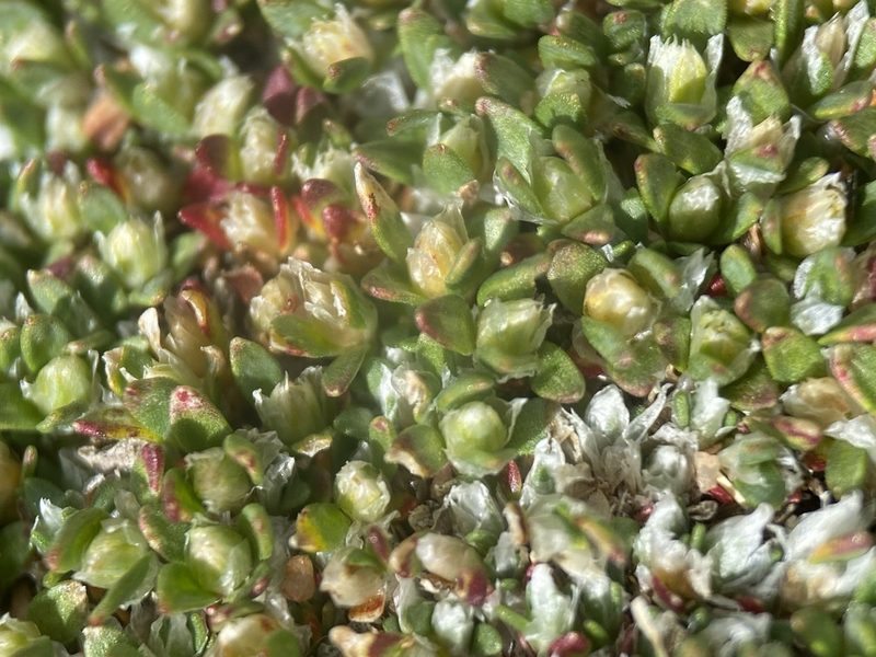 Paronychia pulvinata, photographed by Matt Berger