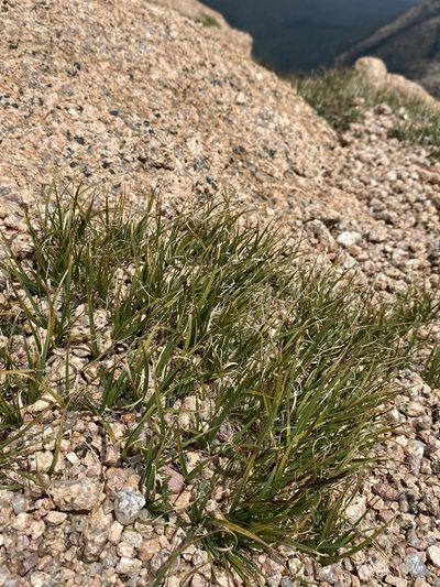 Carex rupestris, photographed by Matt Berger